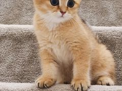 -猫十亿·布偶金渐层·曼基康矮脚猫舍(青年路店)