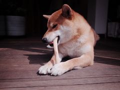 -啡语
