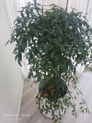 -HEYAN荷妍专业脱毛连锁机构