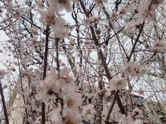 -桃花堤公园
