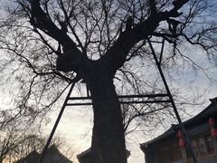 -老槐树煎包