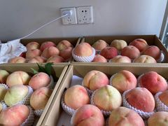 -南汇新场正宗水蜜桃采摘