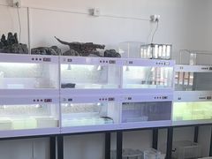 -灵龟之家百象馆(百象馆联合旗舰店)