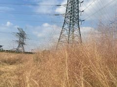 -王借岗森林公园