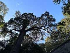 -青岛崂山太清宫