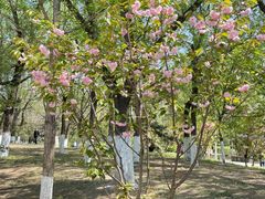 -长白岛森林公园