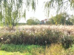 -长兴太湖图影湿地文化园