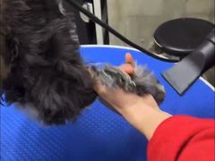 -PETKIT 小佩宠物·低压洗护·美容·寄养(安远店)