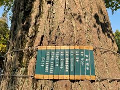 -苏州上方山国家森林公园