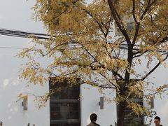 -三里屯东五街银杏大道