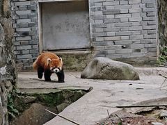 -都江堰中华大熊猫苑