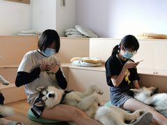 -Husky Go! 哈士奇体验馆·宠物咖啡厅狗咖