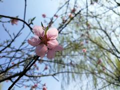 -上海市第一人民医院(松江南部)