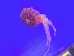 -上海海洋水族馆