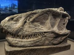 -自贡恐龙博物馆