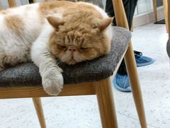 -喵园·猫主题咖啡厅·撸猫·猫咖(国贸店)