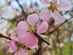 -黑龙江省森林植物园
