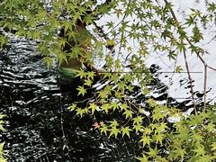 -比叡山