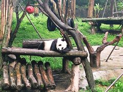 -都江堰中华大熊猫苑