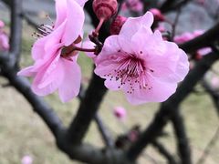 -苏州环秀晓筑养生度假村