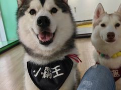 -Husky Go! 哈士奇体验馆·宠物咖啡厅狗咖