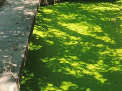 -上海共青森林公园