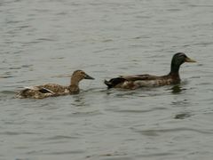 -白渔泡湿地公园