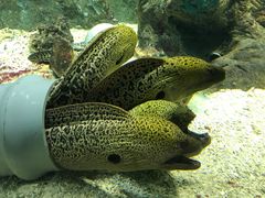 -北戴河圣蓝海洋公园