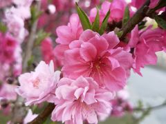 -莲花池公园