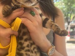 -瑞派康怡24h宠物医院·犬猫医疗中心·微创绝育(瑞景分院)