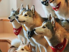 -Husky Go! 哈士奇体验馆·宠物咖啡厅狗咖