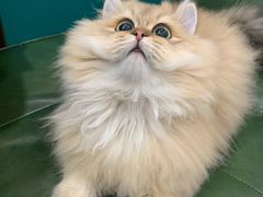 -猫大福·Fortune Cat猫舍(百子湾店)