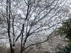 -苏州上方山国家森林公园