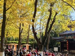 -东方明珠259米全透明悬空观光廊