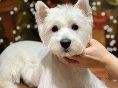 -Oh My Dog宠物沙龙(伊珊娜皮毛护理店)