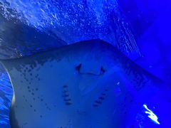 -上海海洋水族馆