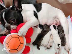 -美联众合宠物医院·爱萌分院·内外科·猫科中心