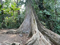 -中国科学院西双版纳热带植物园