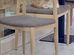 -喵园·猫主题咖啡厅·撸猫·猫咖(国贸店)