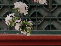 -海棠花溪(元大都城垣遗址公园)