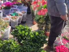 -中环花鸟鱼虫市场