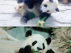 -灵玲国际马戏城