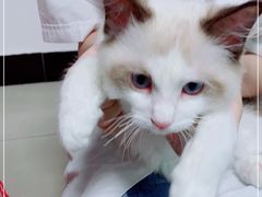 -lincat·猫舍(广州店)