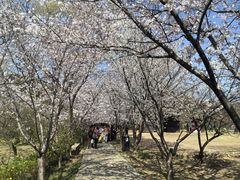 -香雪海