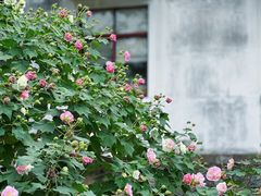 -东梓关景区村庄