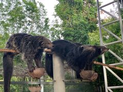 -清迈夜间动物园