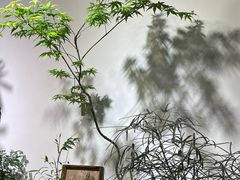 -自由生长植物工作室(深港花卉中心店)