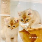 成为铲屎官需要一只猫星人