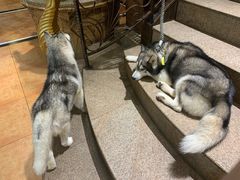 -more than meow吴止猫主题餐厅(承德 中船汇店)