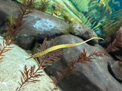 -上海海洋水族馆